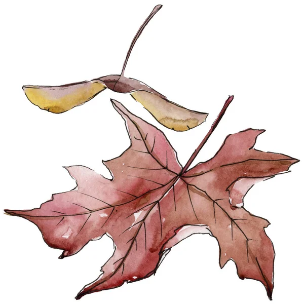 Ahornblatt. Blatt pflanze botanischer garten blumenblätter. — Stockfoto