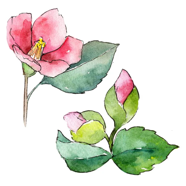 Camélia rose. Fleur botanique florale. Feuille de printemps sauvage fleur sauvage isolée . — Photo
