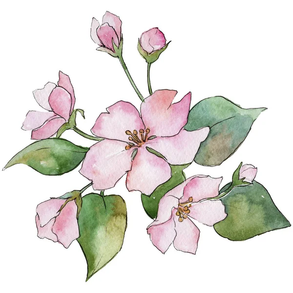 粉色樱花 花卉植物花 野生春叶野花分离 包装图案 框架或边框的水彩画野花 — 图库照片