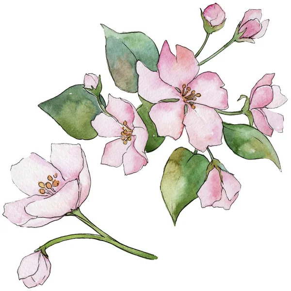 체리 핑크의 꽃 꽃 식물 꽃입니다. 야생 봄 잎 야생화 절연. — 스톡 사진