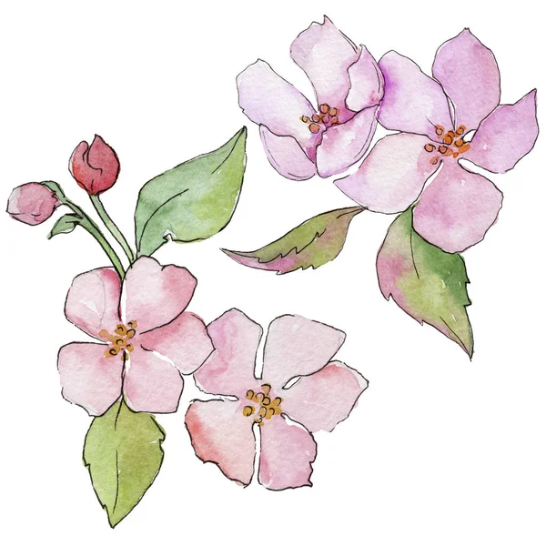 Pembe kiraz çiçekleri. Botanik çiçek. İzole vahşi bahar yaprak kır çiçeği.