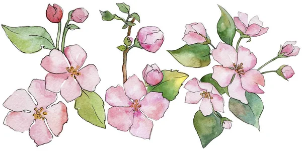 Różowy cherry blossoms. Botaniczny kwiat kwiatowy. Wiosna dzikiego wildflower liść na białym tle. — Zdjęcie stockowe