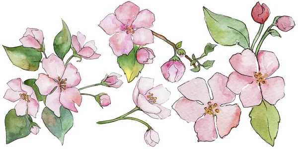 Pembe kiraz çiçekleri. Botanik çiçek. İzole vahşi bahar yaprak kır çiçeği.