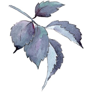 Renkli gül. Botanik çiçek. İzole vahşi bahar yaprak kır çiçeği.