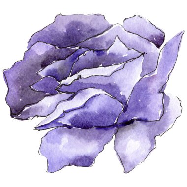 Renkli gül. Botanik çiçek. İzole vahşi bahar yaprak kır çiçeği.