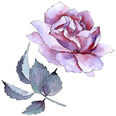 Renkli gül. Botanik çiçek. İzole vahşi bahar yaprak kır çiçeği.