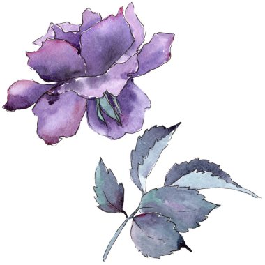 Renkli gül. Botanik çiçek. İzole vahşi bahar yaprak kır çiçeği.