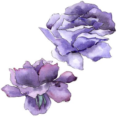 Renkli gül. Botanik çiçek. İzole vahşi bahar yaprak kır çiçeği.