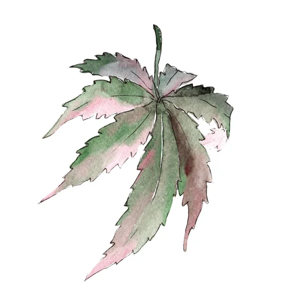 Esrar yeşil yaprak. Yaprak bitki botanik bahçe çiçek yaprakları.