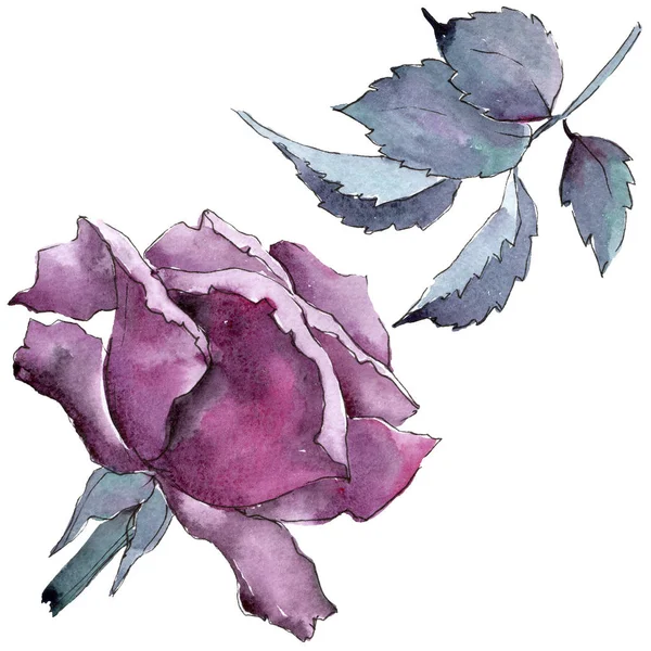 Rosa colorata. Fiore botanico floreale. Foglia selvatica primavera fiore selvatico isolato . — Foto Stock