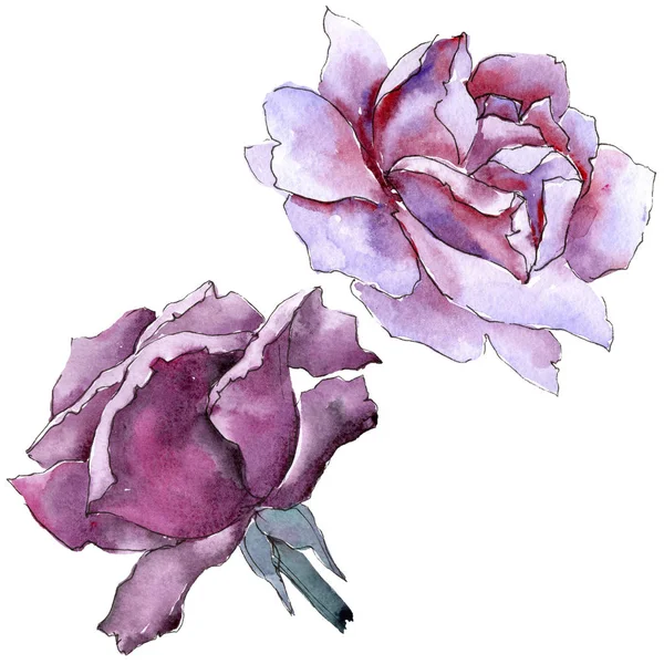 Renkli gül. Botanik çiçek. İzole vahşi bahar yaprak kır çiçeği.