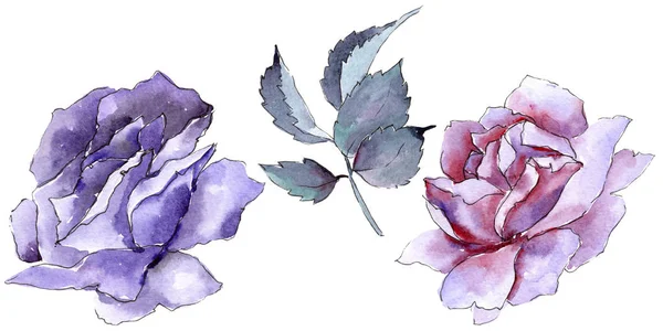 Renkli gül. Botanik çiçek. İzole vahşi bahar yaprak kır çiçeği.