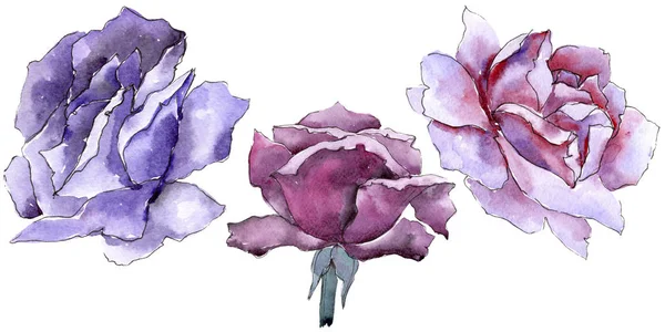 Renkli gül. Botanik çiçek. İzole vahşi bahar yaprak kır çiçeği.