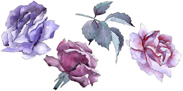 Renkli gül. Botanik çiçek. İzole vahşi bahar yaprak kır çiçeği.