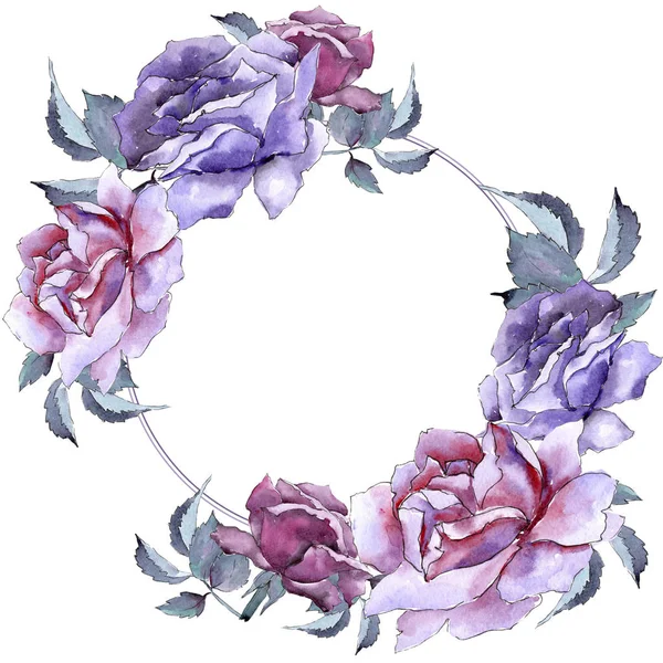 Renkli gül. Botanik çiçek. Çerçeve kenarlığı süsleme Meydanı.