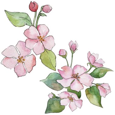 Pembe kiraz çiçekleri. Botanik çiçek. İzole vahşi bahar yaprak kır çiçeği.