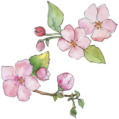 Pembe kiraz çiçekleri. Botanik çiçek. İzole vahşi bahar yaprak kır çiçeği.