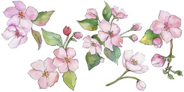 Pembe kiraz çiçekleri. Botanik çiçek. İzole vahşi bahar yaprak kır çiçeği.