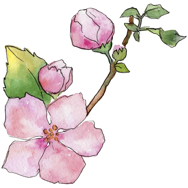 Pembe kiraz çiçekleri. Botanik çiçek. İzole vahşi bahar yaprak kır çiçeği.