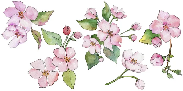 Pembe kiraz çiçekleri. Botanik çiçek. İzole vahşi bahar yaprak kır çiçeği.