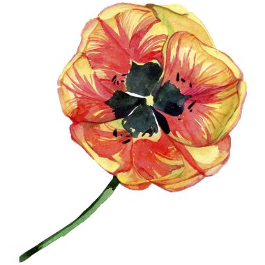 Kırmızı yaz lale. Botanik çiçek. İzole vahşi bahar yaprak kır çiçeği.