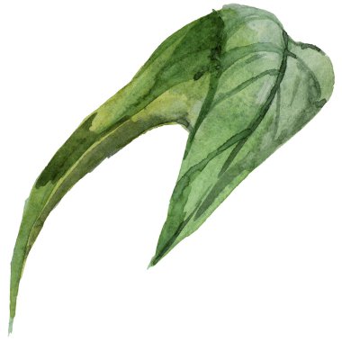 Renkli yaz lale yaprak. Botanik çiçek. İzole vahşi bahar yaprak kır çiçeği.