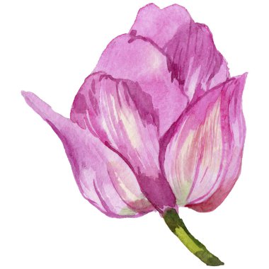 Pembe yaz lale. Botanik çiçek. İzole vahşi bahar yaprak kır çiçeği.