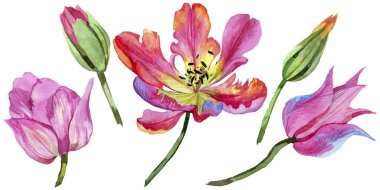 Renkli yaz lale. Botanik çiçek. İzole vahşi bahar yaprak kır çiçeği.