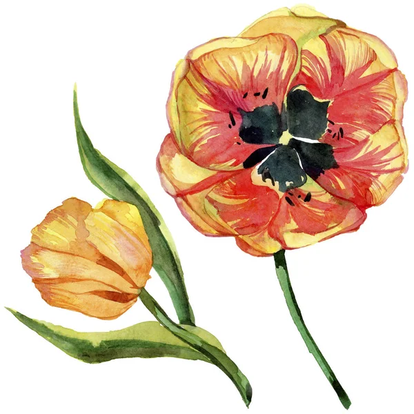 Kırmızı yaz lale. Botanik çiçek. İzole vahşi bahar yaprak kır çiçeği.