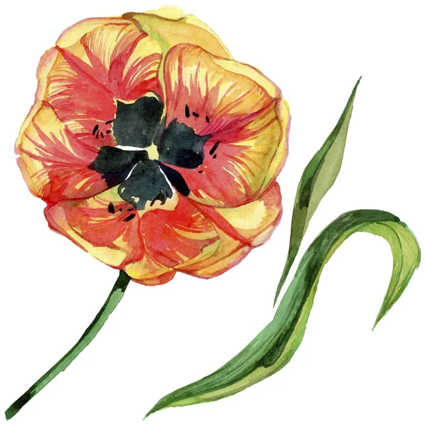 Kırmızı yaz lale. Botanik çiçek. İzole vahşi bahar yaprak kır çiçeği.