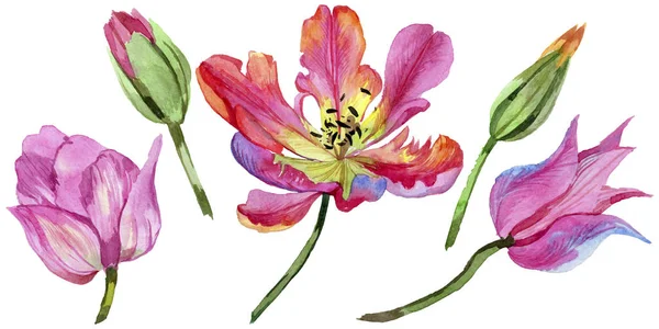 Renkli yaz lale. Botanik çiçek. İzole vahşi bahar yaprak kır çiçeği.