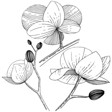 İzole bir vektör tarzı orkide çiçek.