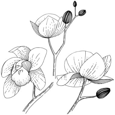 İzole bir vektör tarzı orkide çiçek.