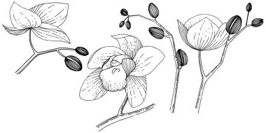 İzole bir vektör tarzı orkide çiçek.