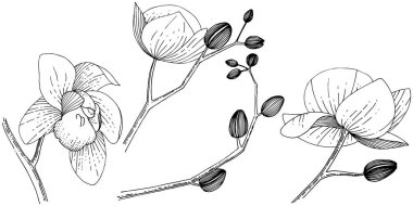 İzole bir vektör tarzı orkide çiçek.