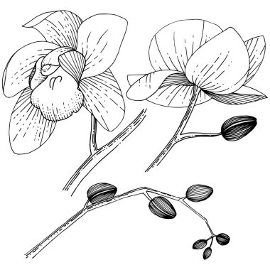 İzole bir vektör tarzı orkide çiçek.