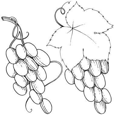 Vektör üzüm sağlıklı gıda izole bir suluboya tarzında.