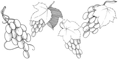 Vektör üzüm sağlıklı gıda izole bir suluboya tarzında.