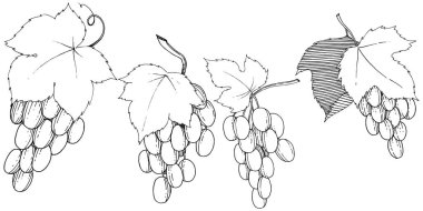 Vektör üzüm sağlıklı gıda izole bir suluboya tarzında.