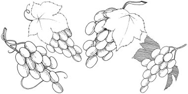 Vektör üzüm sağlıklı gıda izole bir suluboya tarzında.
