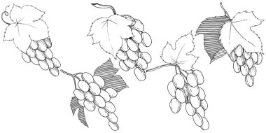Vektör üzüm sağlıklı gıda izole bir suluboya tarzında.
