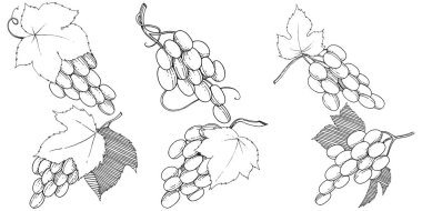 Vektör üzüm sağlıklı gıda izole bir suluboya tarzında.