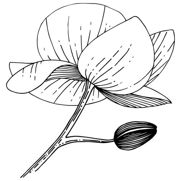 Fiore del Orchid in uno stile vettoriale isolato . — Vettoriale Stock