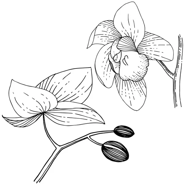 Квітка орхідеї в векторному стилі ізольована . — стоковий вектор