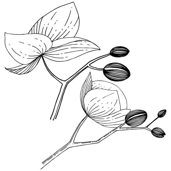 Квітка орхідеї в векторному стилі ізольована . — стоковий вектор