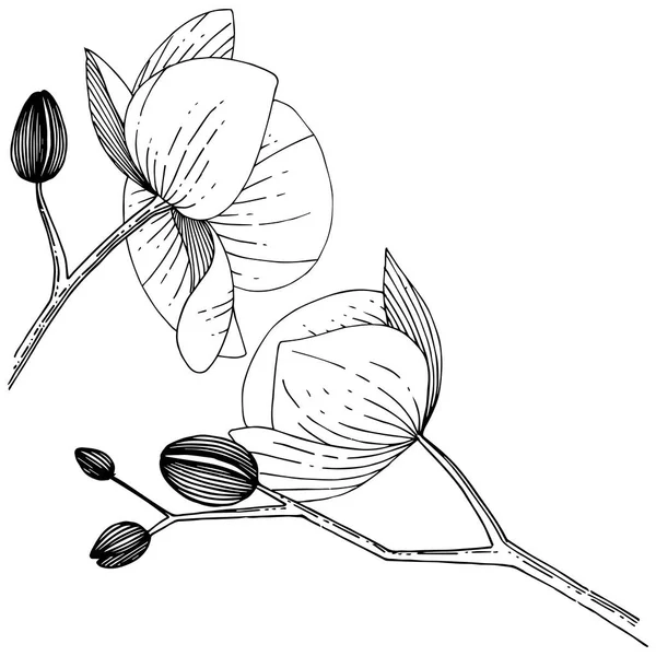 İzole bir vektör tarzı orkide çiçek.