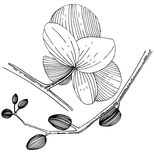 Floare de orhidee într-un stil vectorial izolat . — Vector de stoc