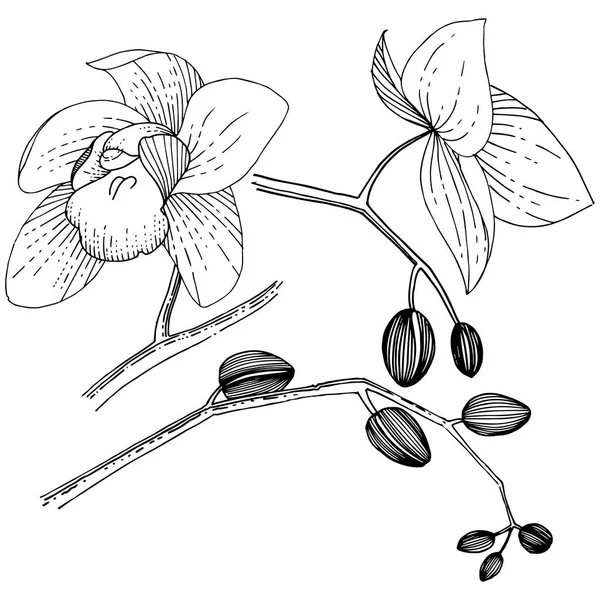 Flor de orquídea en un estilo vectorial aislado . — Archivo Imágenes Vectoriales