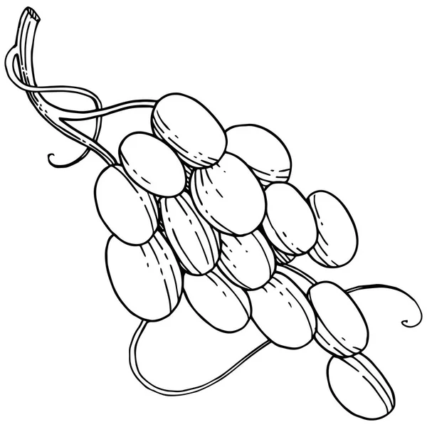 Vektör üzüm sağlıklı gıda izole bir suluboya tarzında.