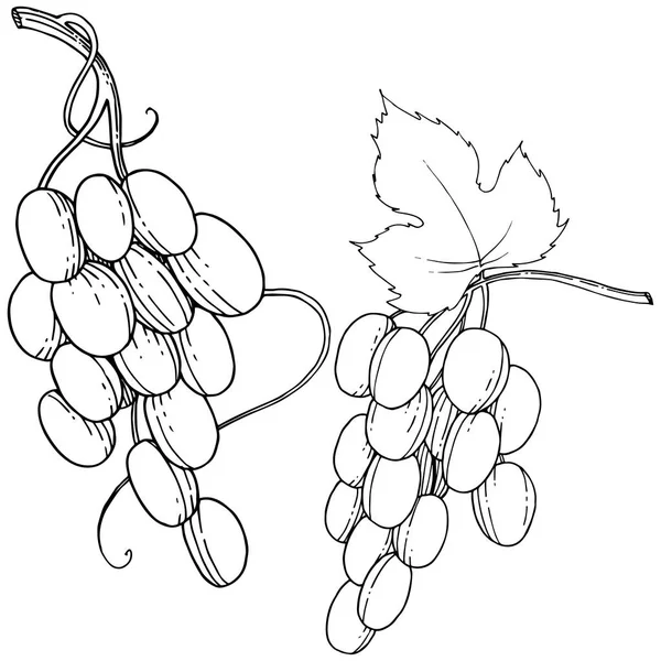 Vektör üzüm sağlıklı gıda izole bir suluboya tarzında.
